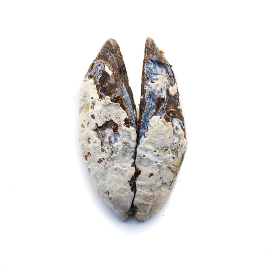 A Maine shell in the eleMEnts of Maine gallery