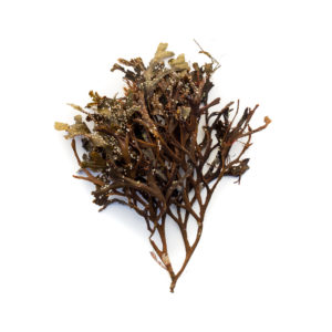 Brown seaweed