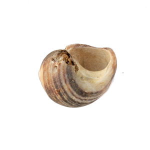 Brown shell