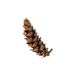 A white pine cone from the Elements of Maine gallery