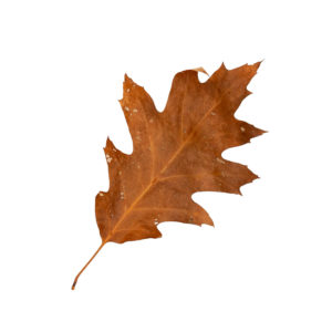 Brown oak leaf