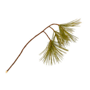 Pine needles