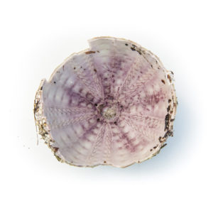 Purple sea urchin